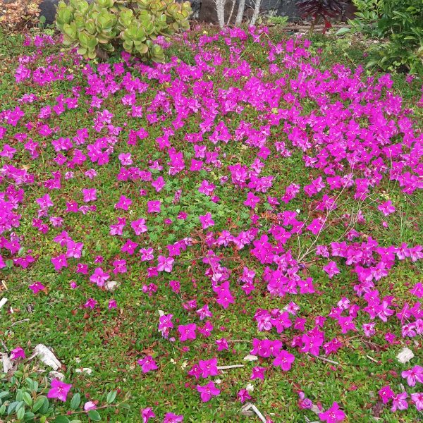 Spanish Shawl Floragora