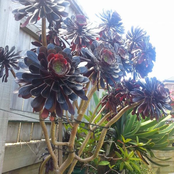 Succulent, brown leaves Floragora