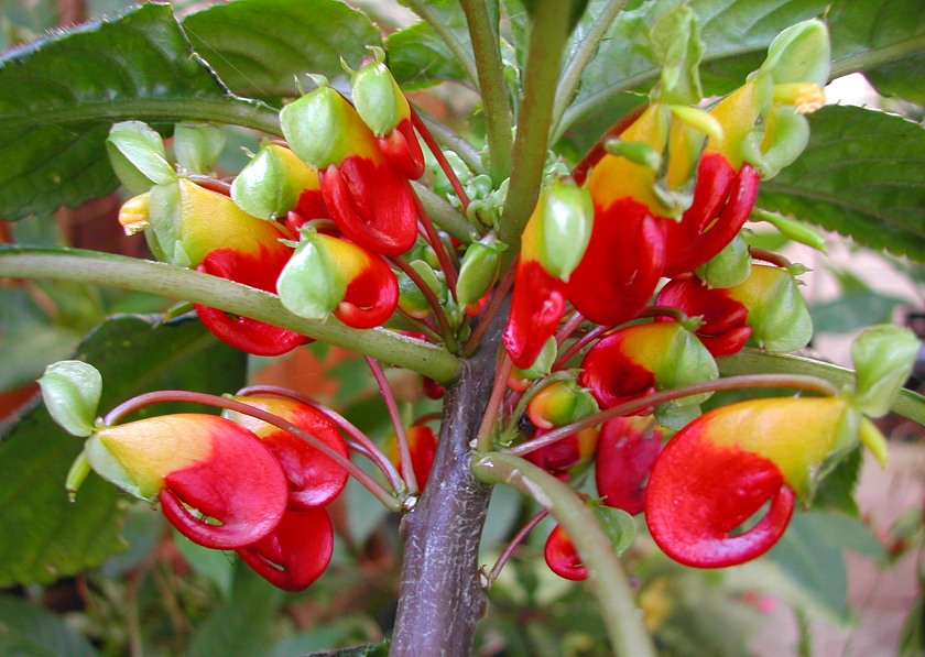Parrot Plant Floragora