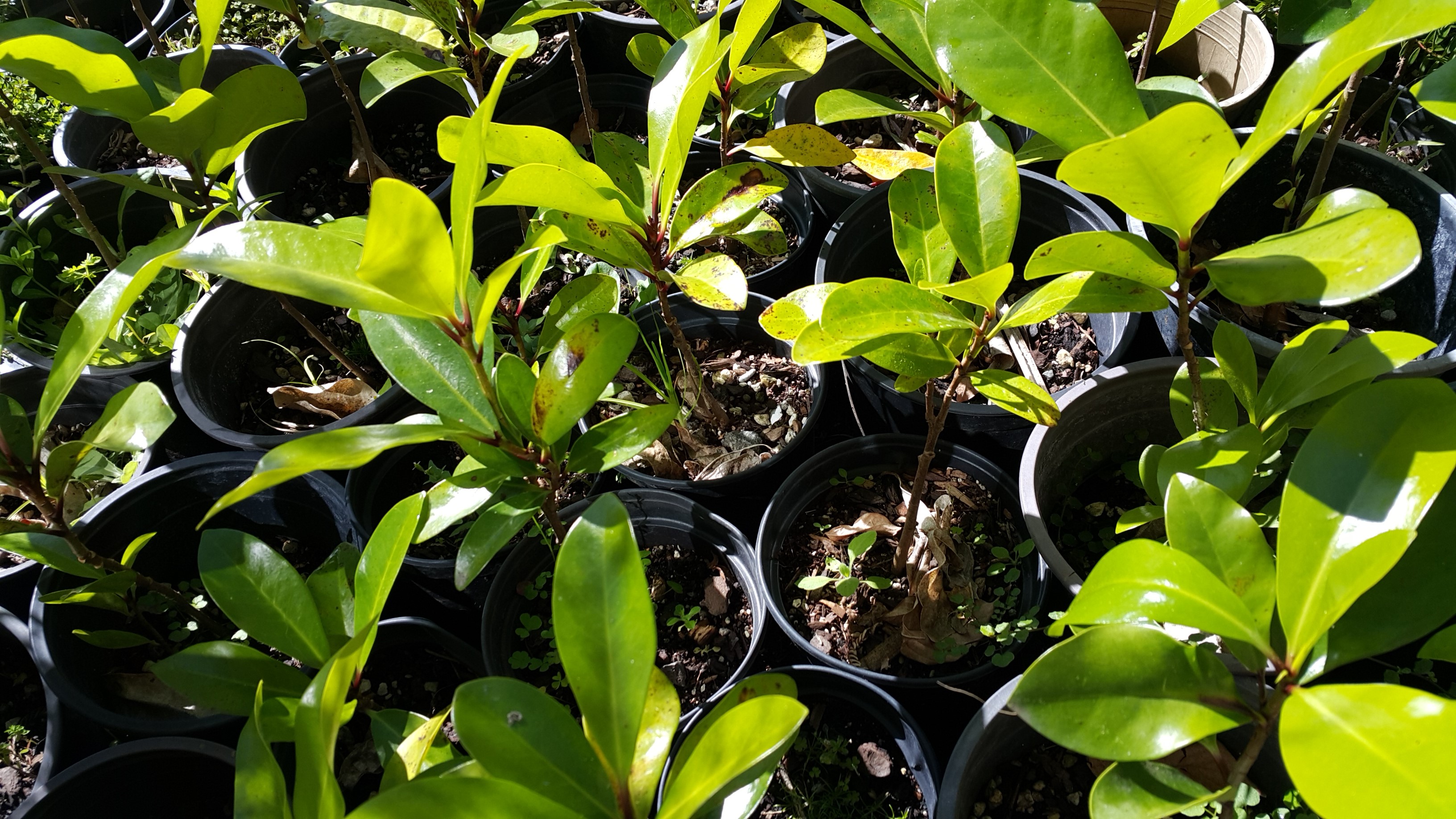 Karaka Tree NZ Floragora